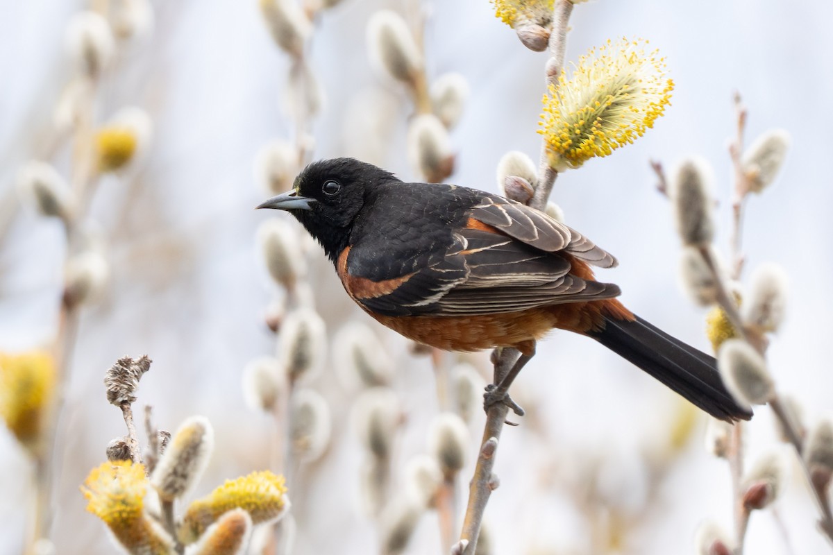 Orchard Oriole - ML634692966