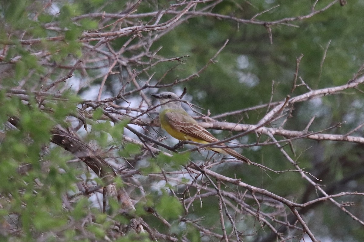 Couch's Kingbird - ML634693148
