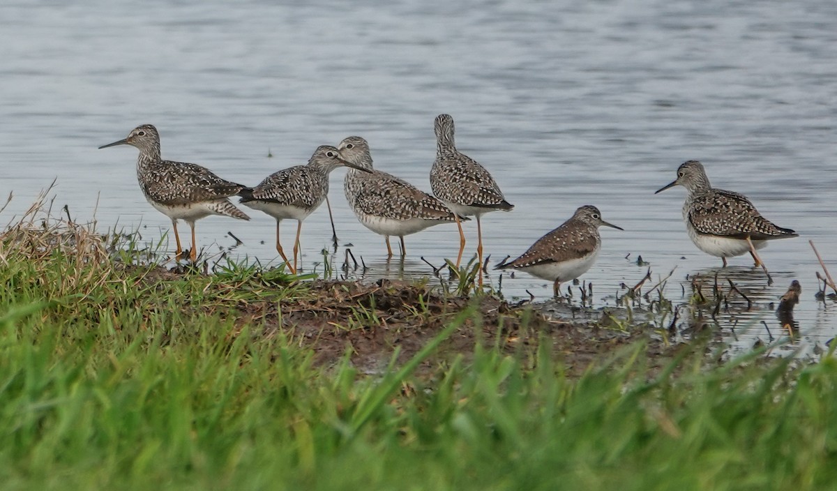 Lesser Yellowlegs - Gale VerHague