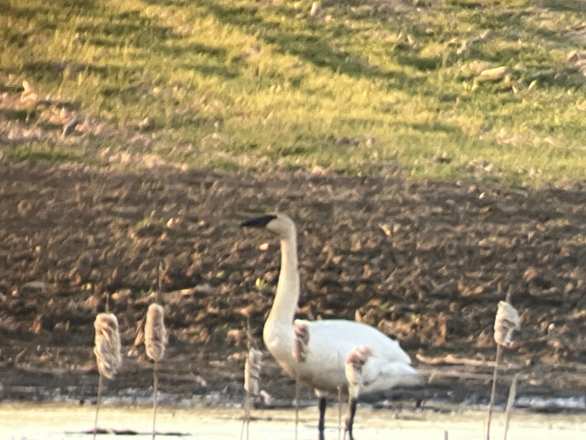 Trumpeter Swan - ML634693481