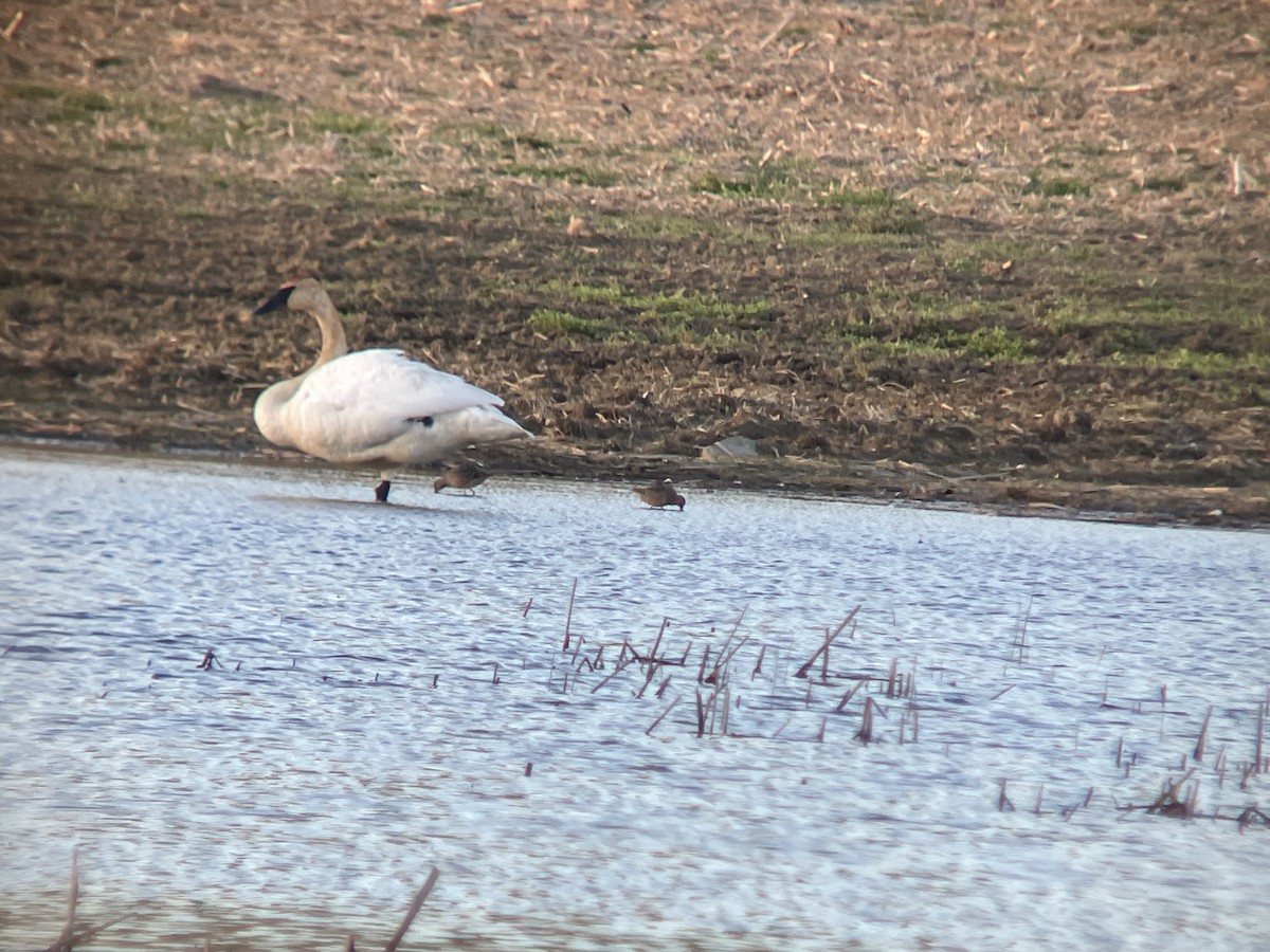 Trumpeter Swan - ML634693482