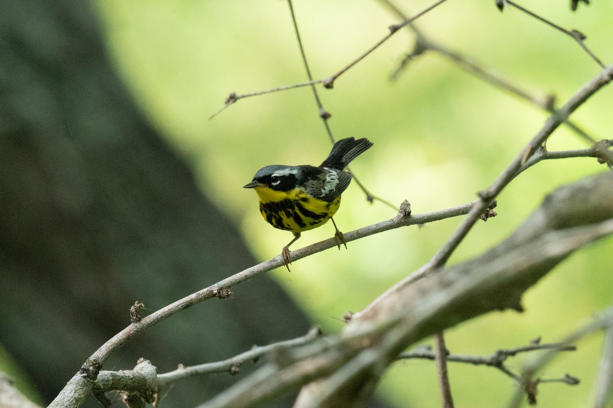 Magnolia Warbler - ML634693496
