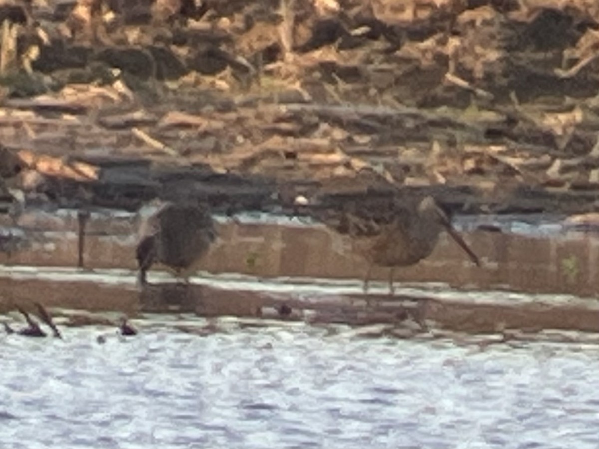 Long-billed Dowitcher - ML634693498