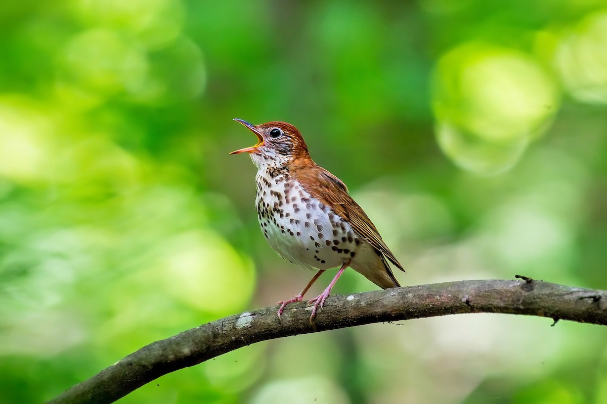 Wood Thrush - ML634693508