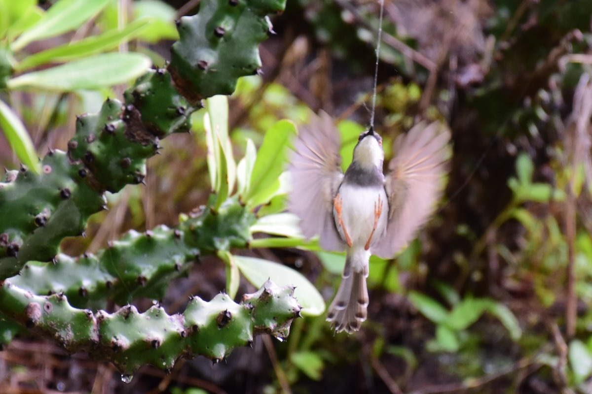 Gray-breasted Prinia - ML63469351