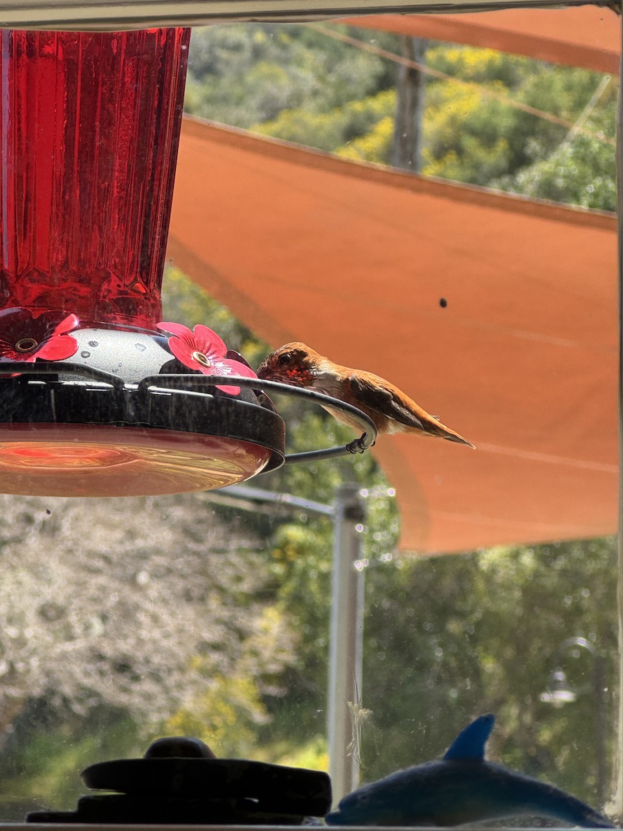 Rufous Hummingbird - ML634693630