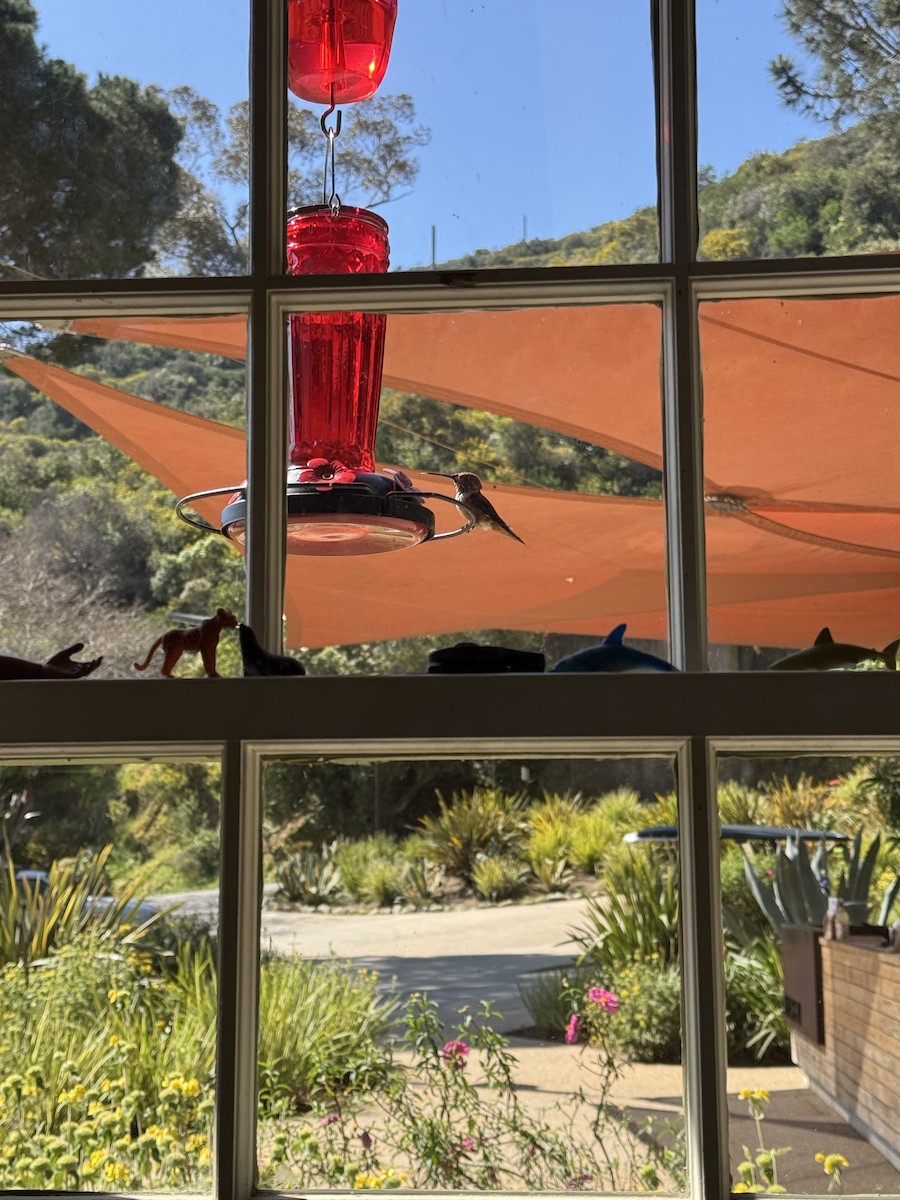 Rufous/Allen's Hummingbird - ML634693658