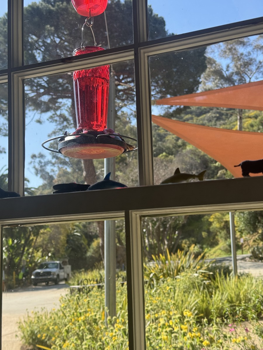 Rufous/Allen's Hummingbird - ML634693659