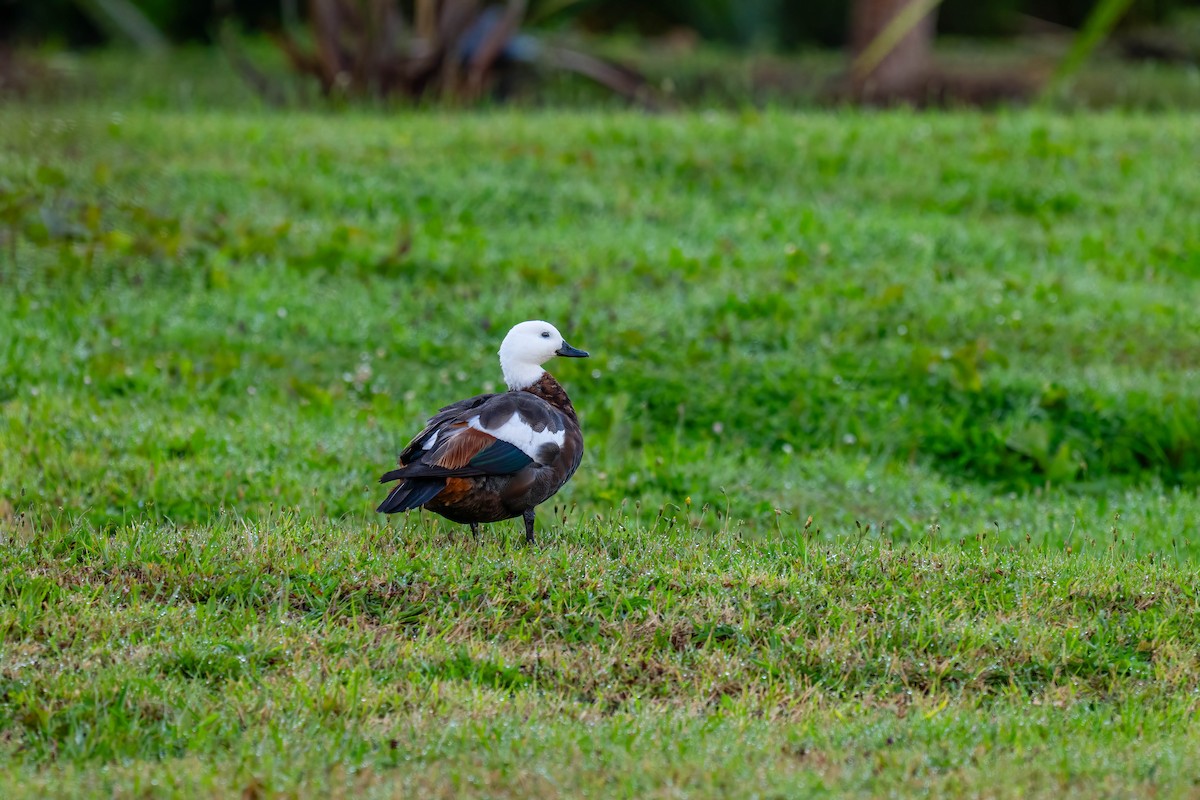 Paradise Shelduck - ML634693697