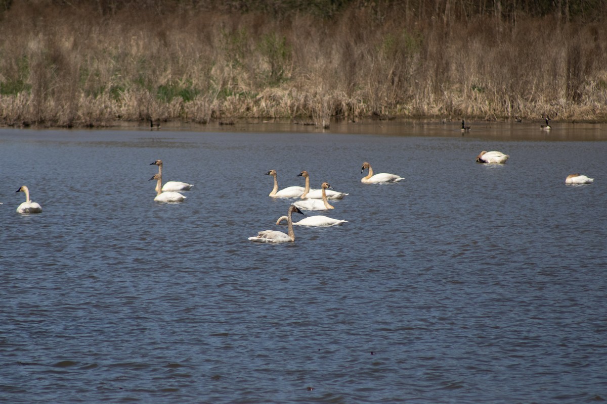 Trumpeter Swan - ML634693710