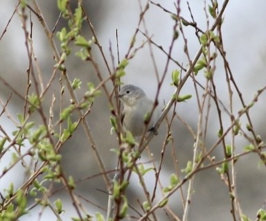 Lucy's Warbler - ML634693768