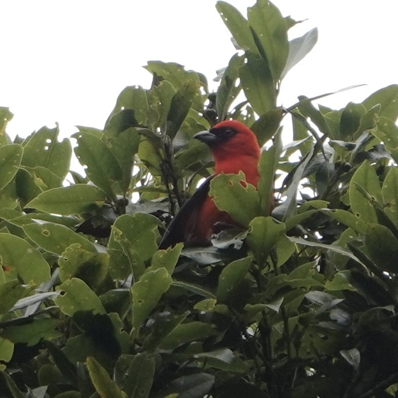White-winged Tanager - ML634693812