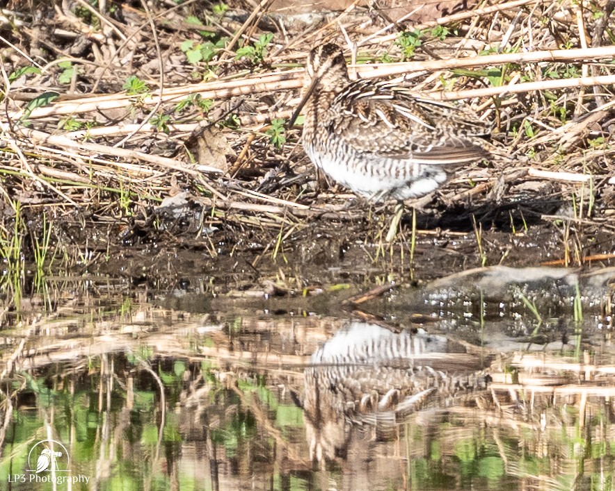 Wilson's Snipe - ML634693869
