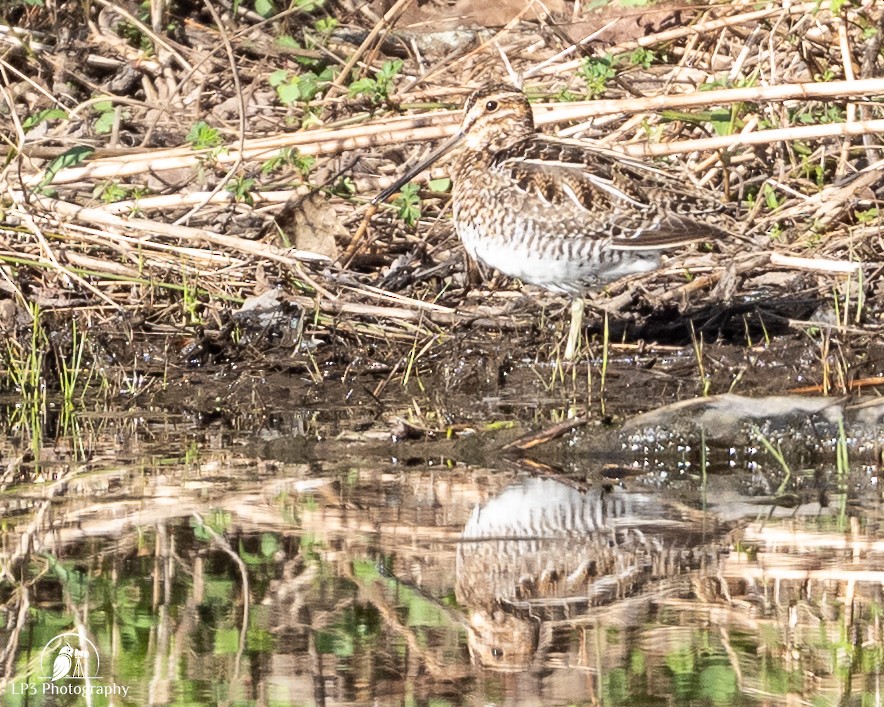 Wilson's Snipe - ML634693880