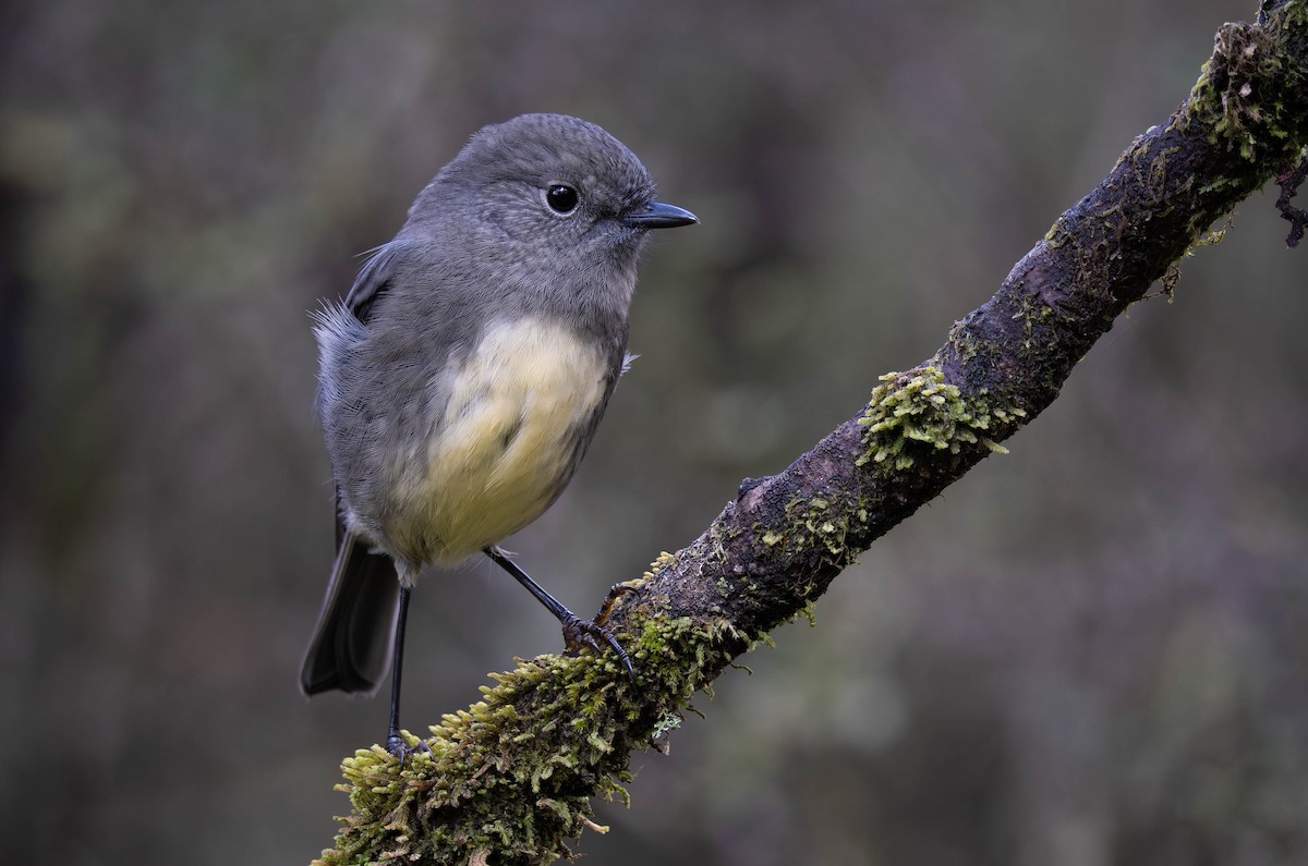 South Island Robin - ML634694220