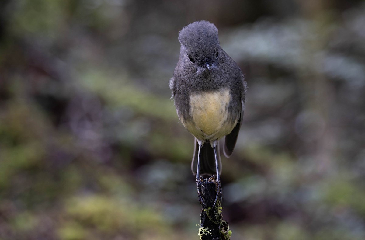 South Island Robin - ML634694223