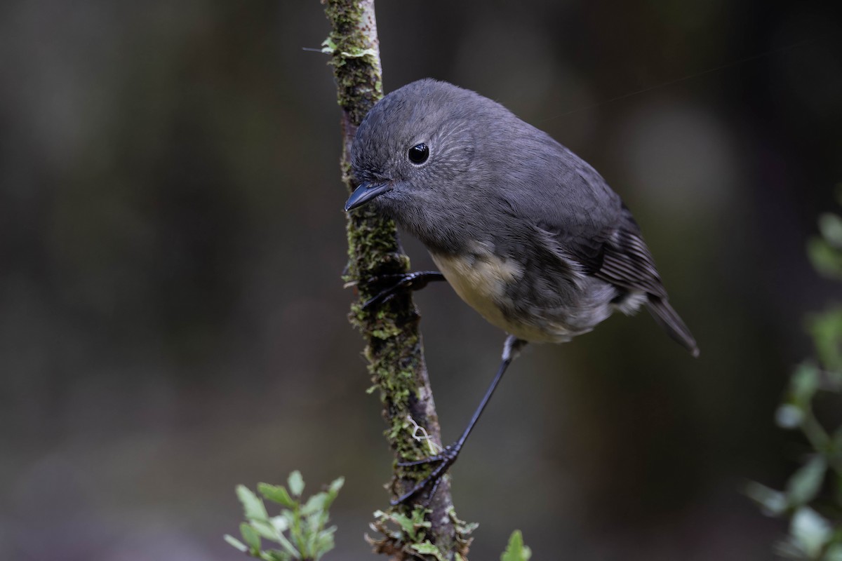 South Island Robin - ML634694225