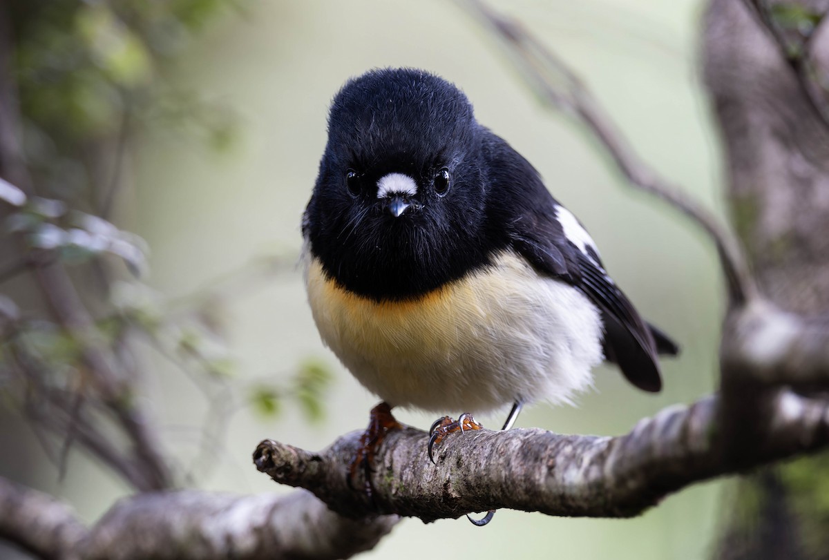 Tomtit - ML634694227