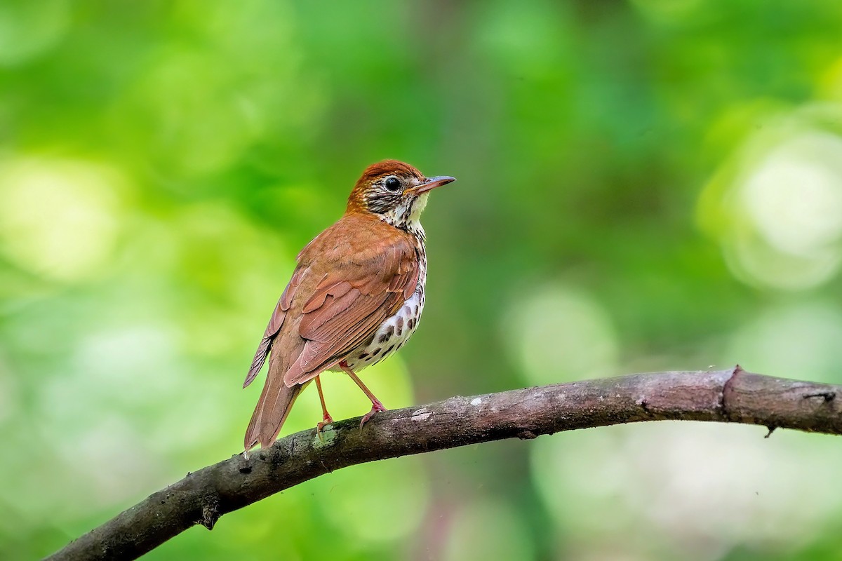 Wood Thrush - ML634694258
