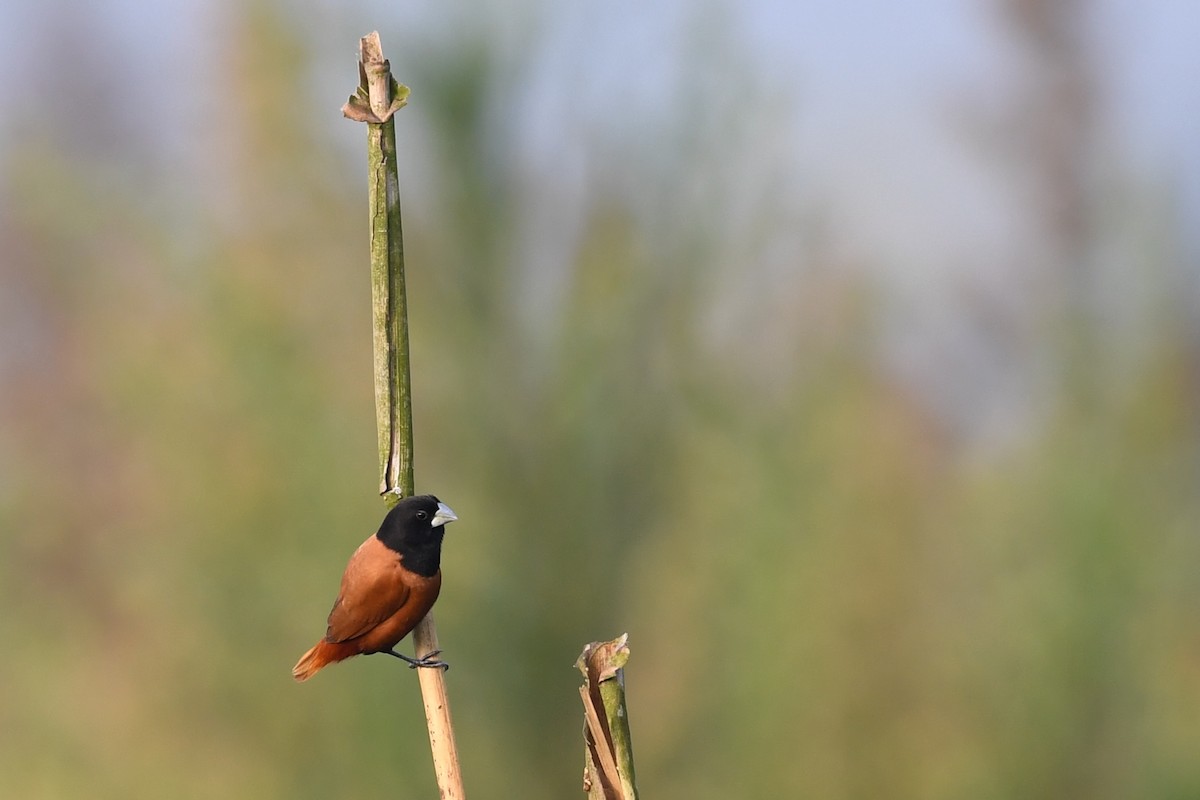 Chestnut Munia - ML634694335