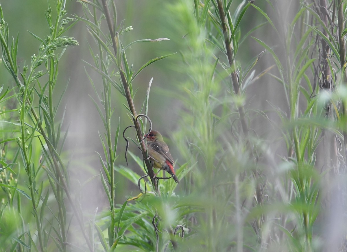 Red Avadavat - ML634694340