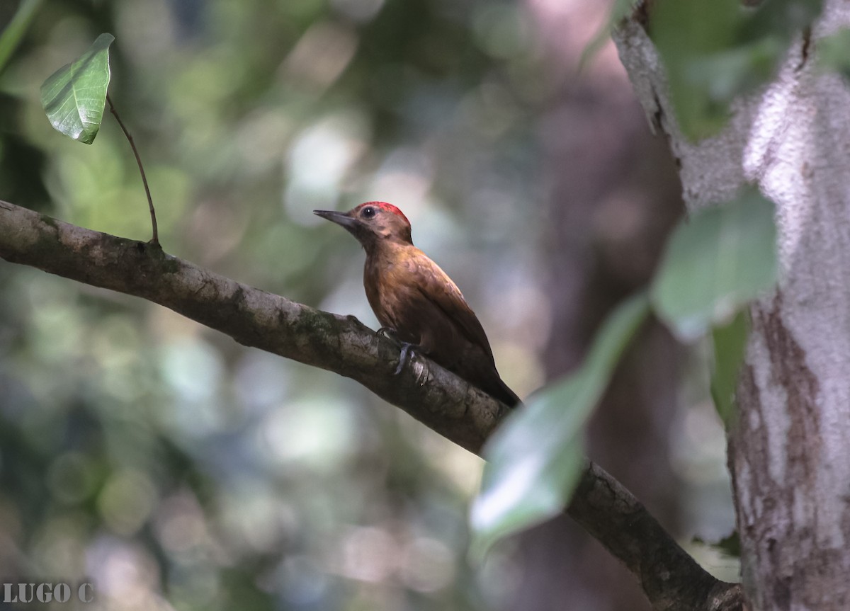 Smoky-brown Woodpecker - ML634694406