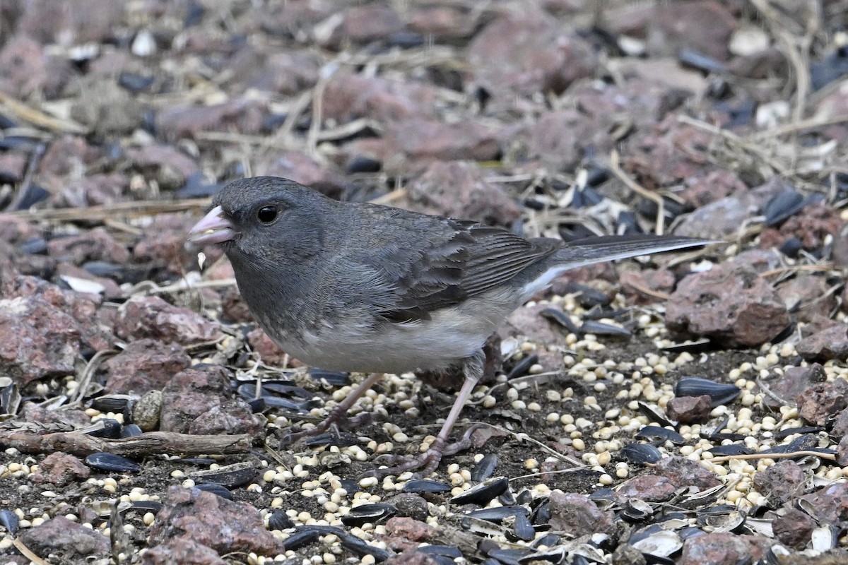 Dark-eyed Junco - ML634694415