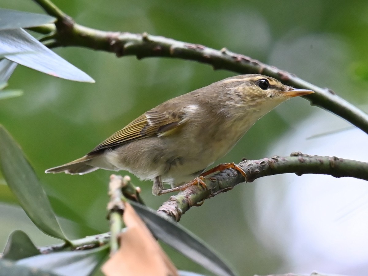 Arctic Warbler - ML634694418