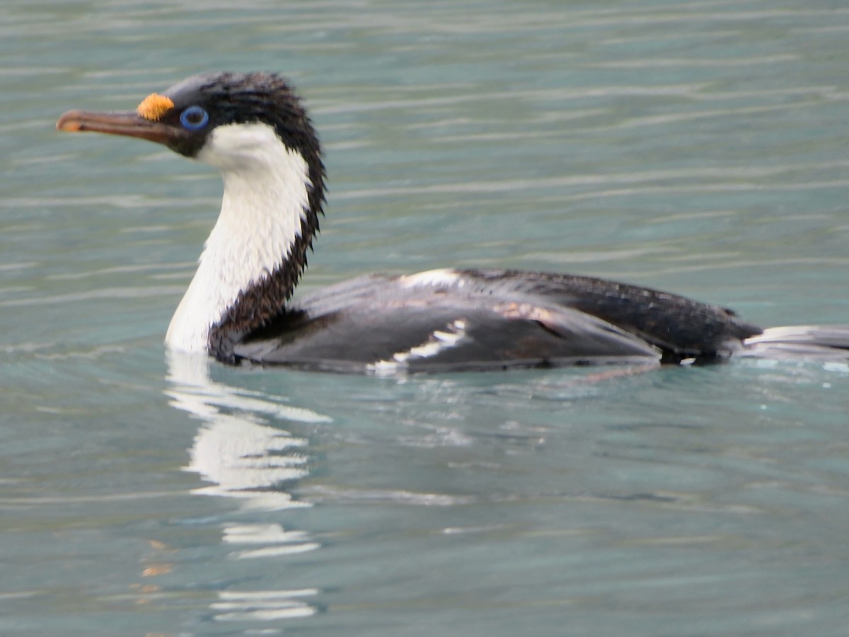 South Georgia Shag - ML634694420