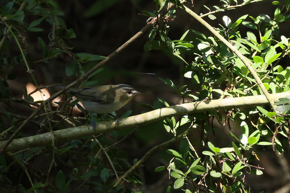 Red-eyed Vireo - ML634694421
