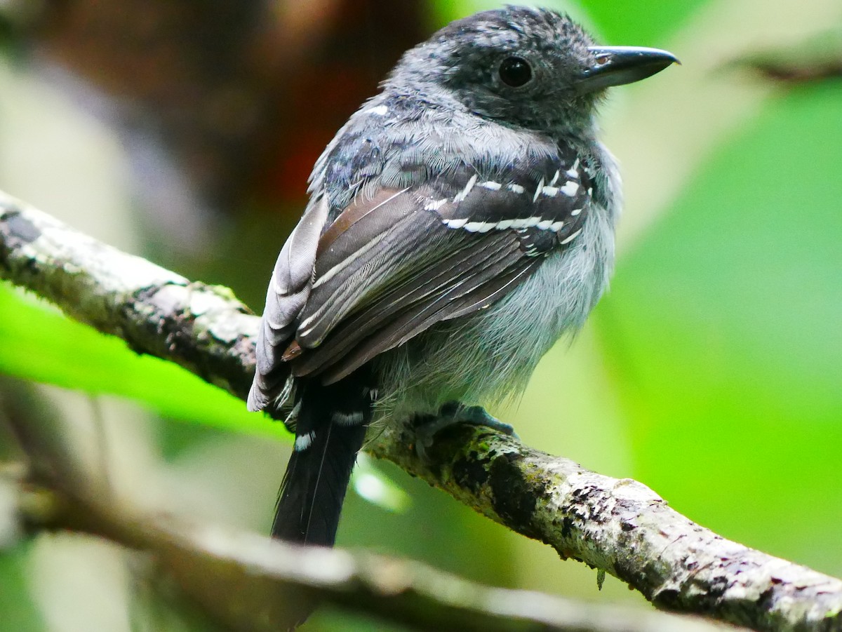 Black-crowned Antshrike - ML634694423