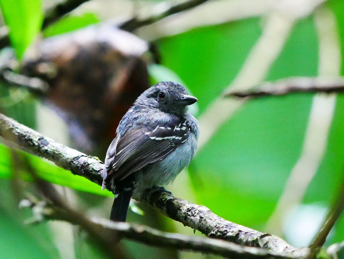 Black-crowned Antshrike - ML634694424