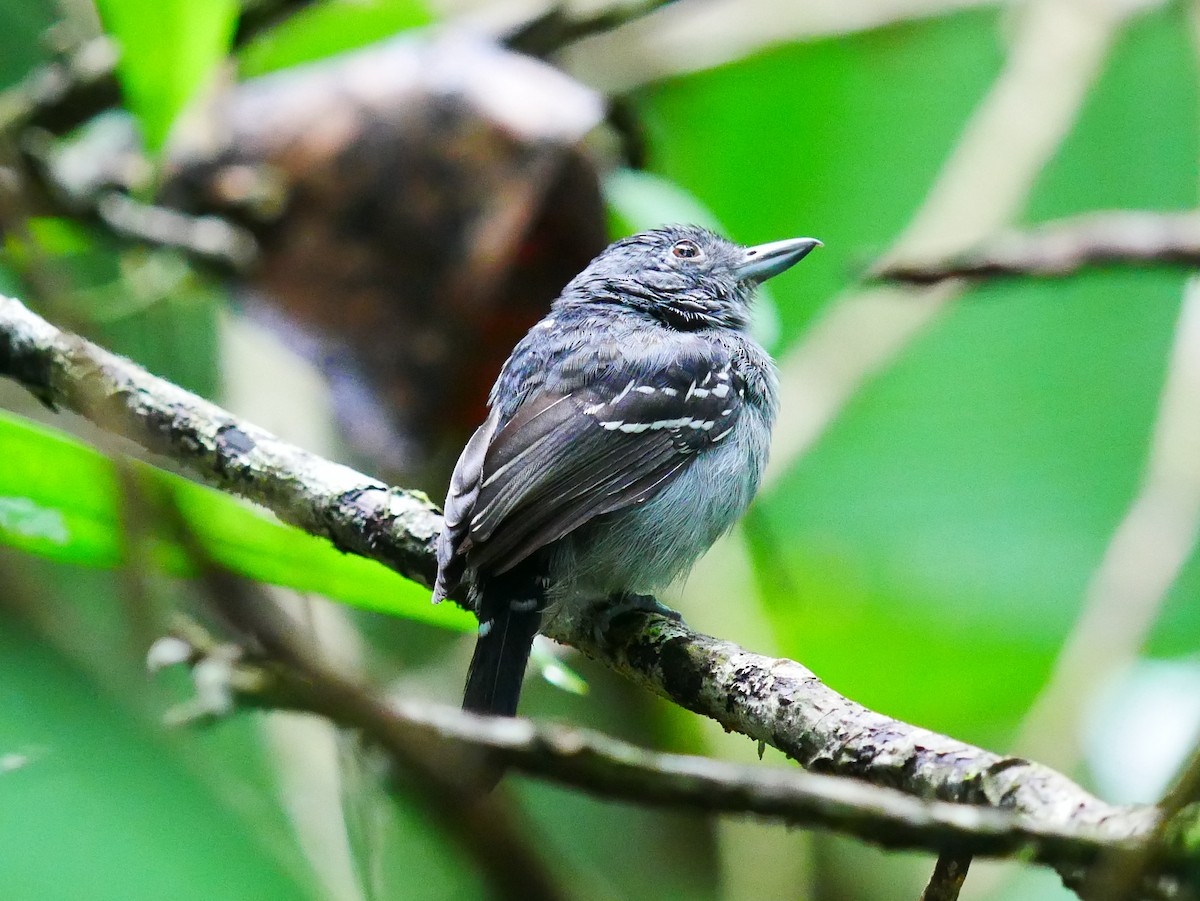 Black-crowned Antshrike - ML634694425
