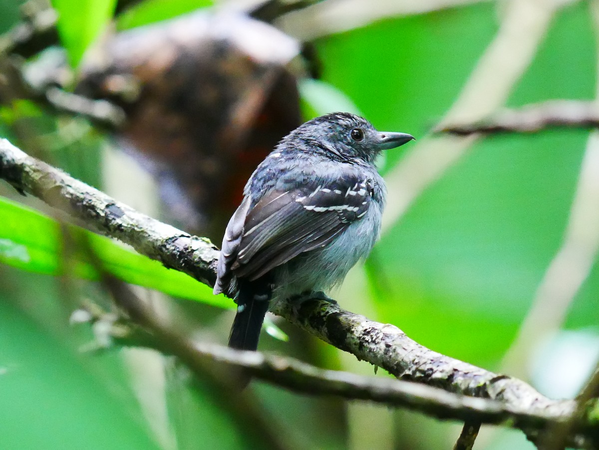 Black-crowned Antshrike - ML634694426
