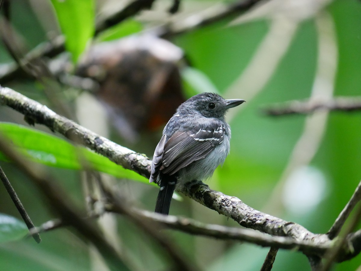Black-crowned Antshrike - ML634694427