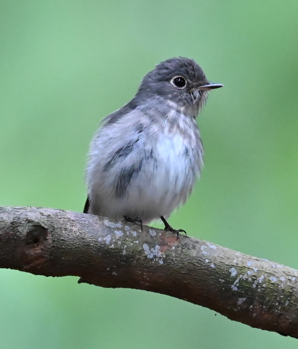 Dark-sided Flycatcher - ML634694429