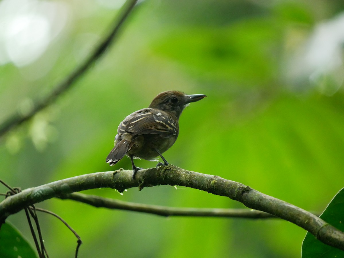 Black-crowned Antshrike - ML634694433