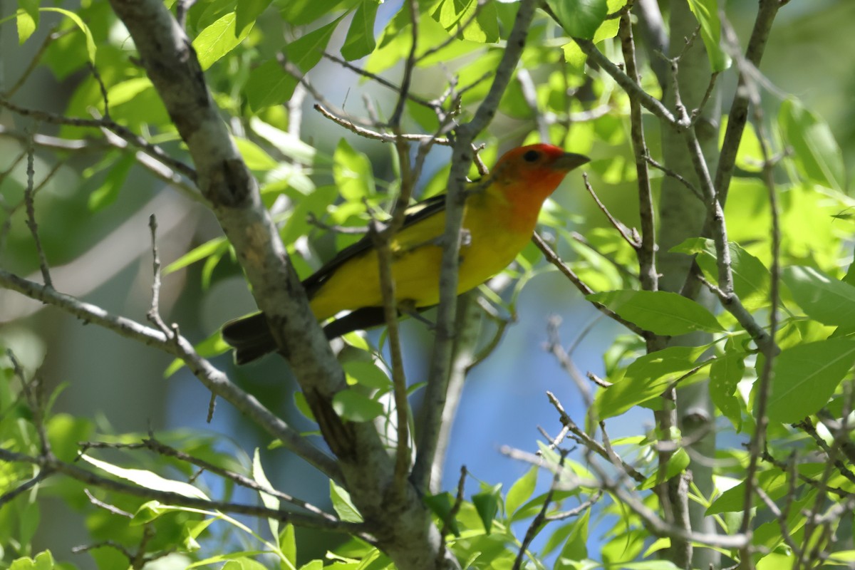 Western Tanager - ML634694434