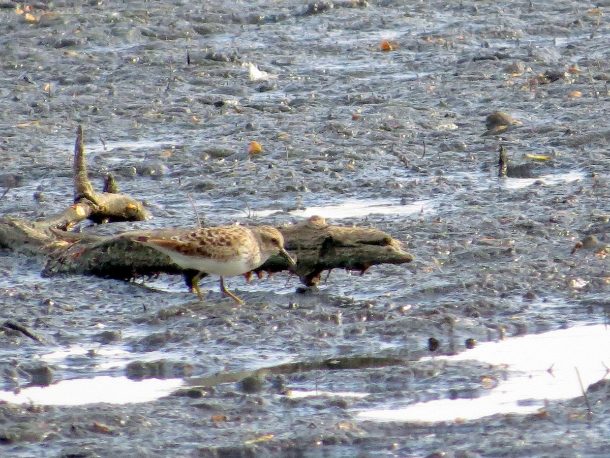 Least Sandpiper - ML634694435