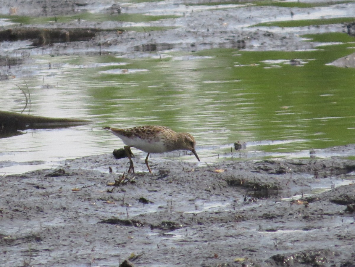 Least Sandpiper - ML634694436