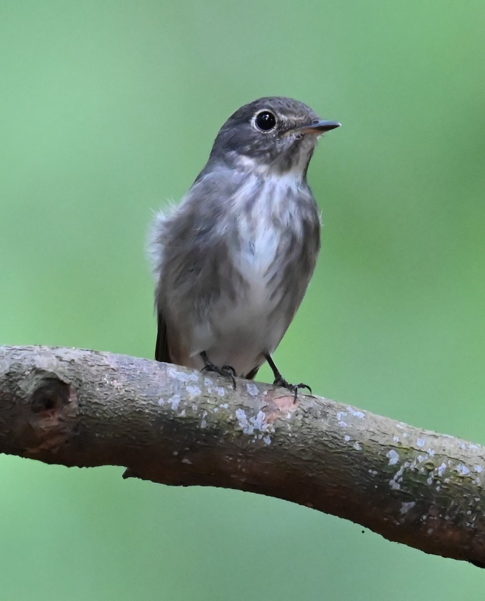 Dark-sided Flycatcher - ML634694438