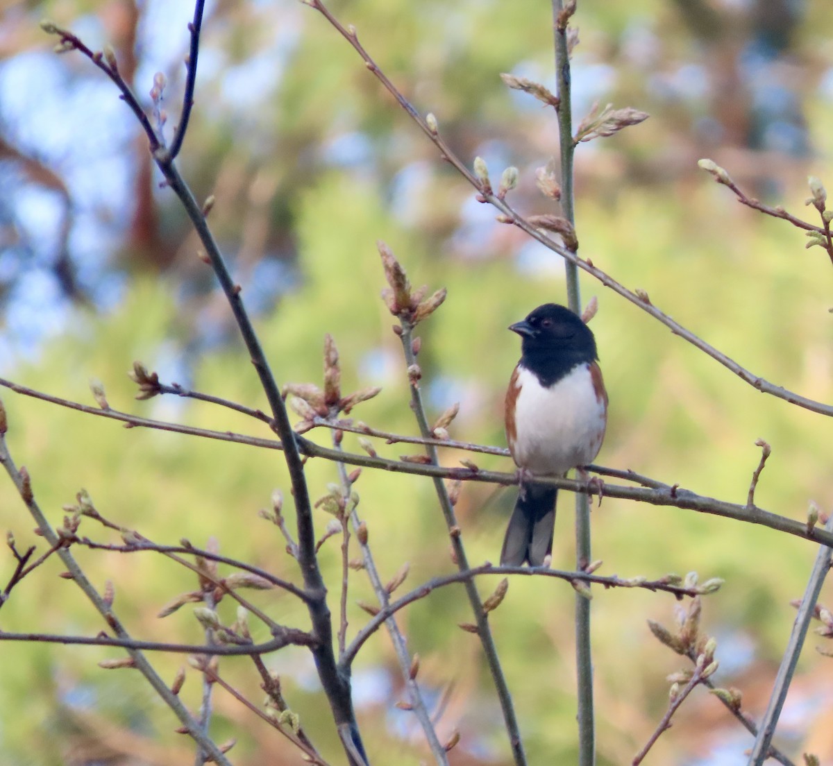 Eastern Towhee - ML634694440