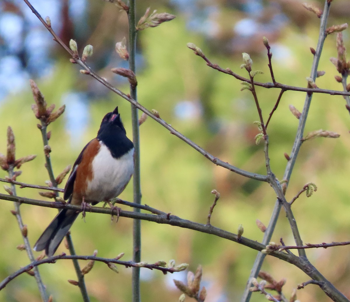 Eastern Towhee - ML634694441
