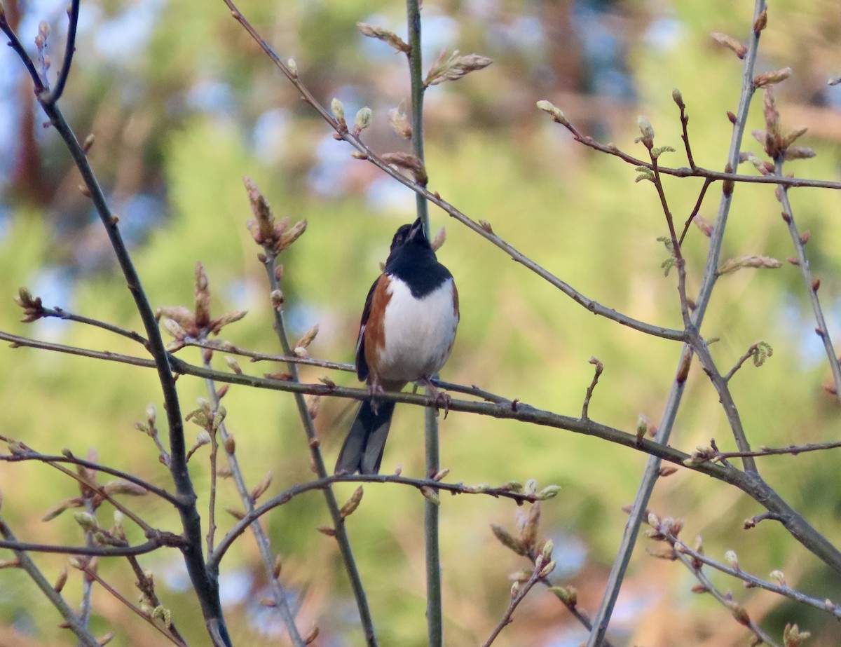 Eastern Towhee - ML634694442