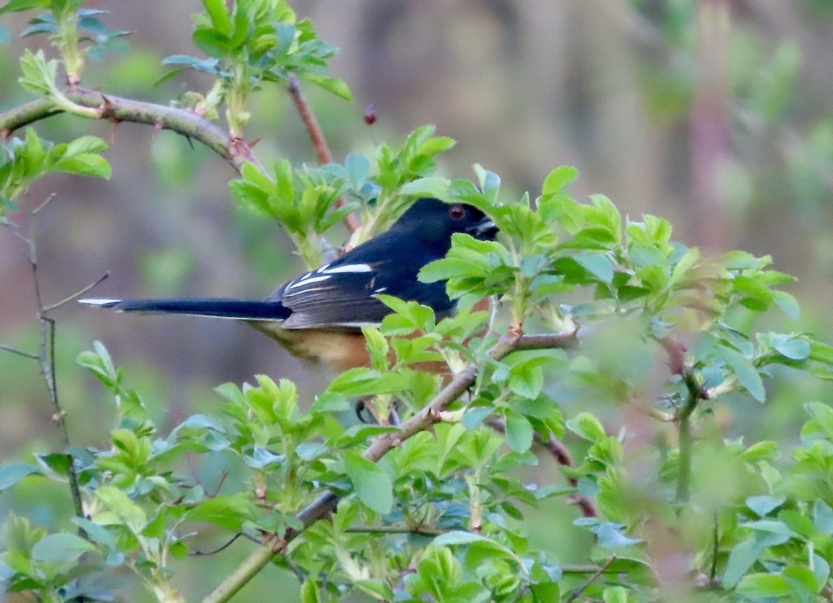 Eastern Towhee - ML634694443