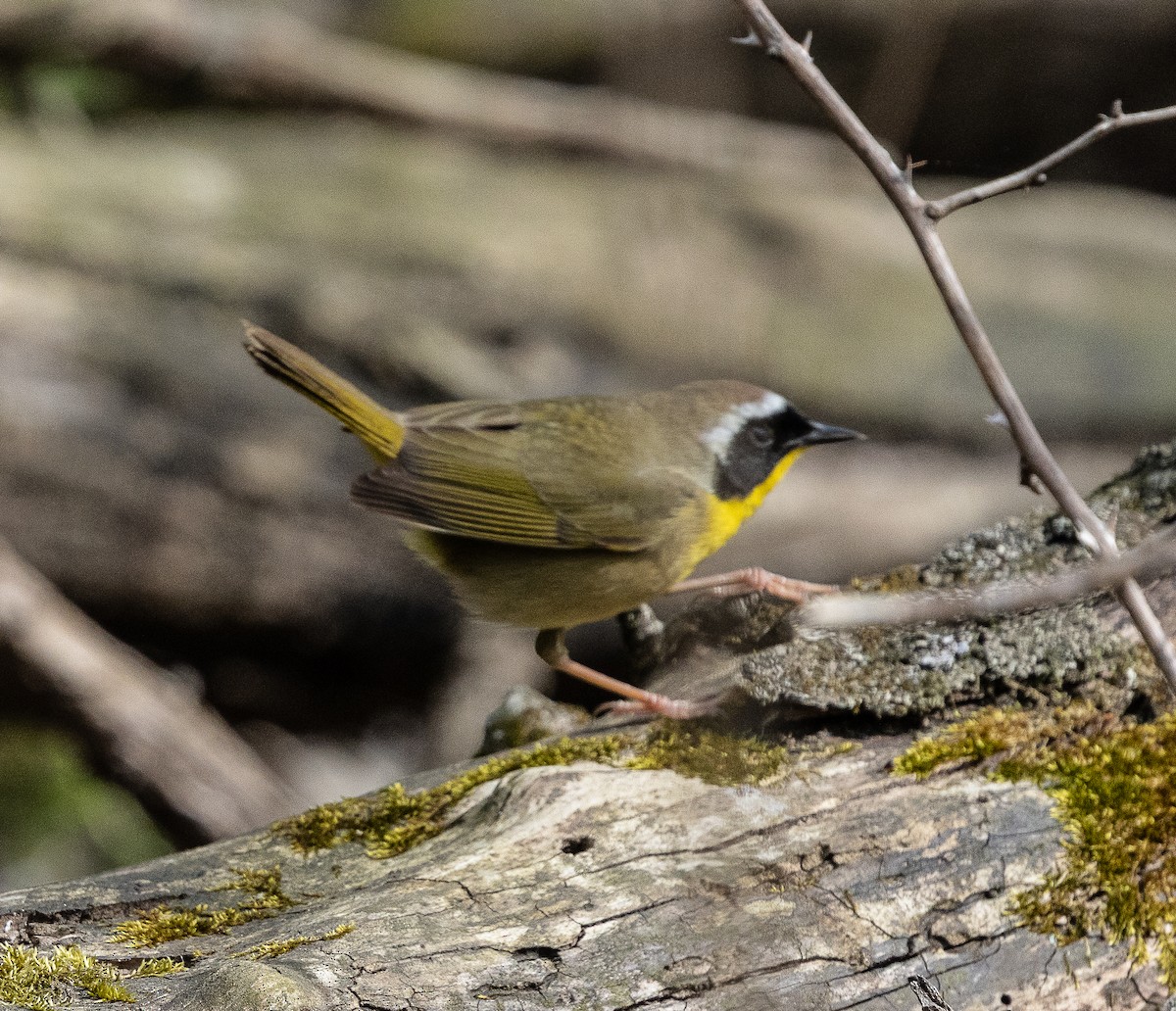 Common Yellowthroat - ML634694447