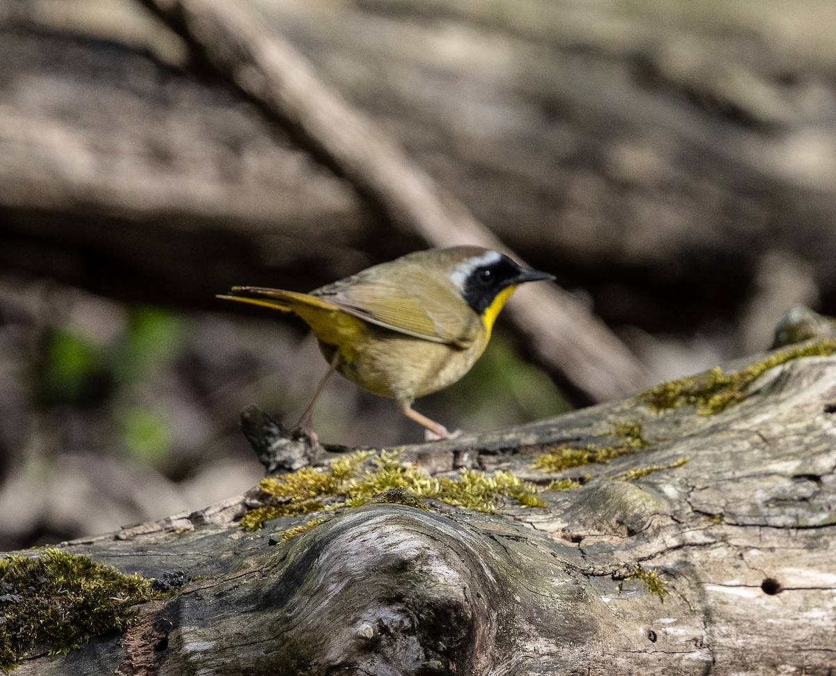 Common Yellowthroat - ML634694448