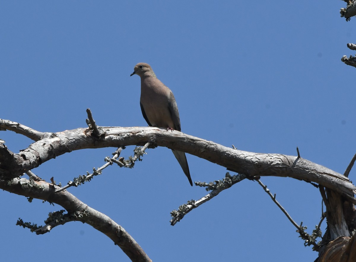 Mourning Dove - ML634694449