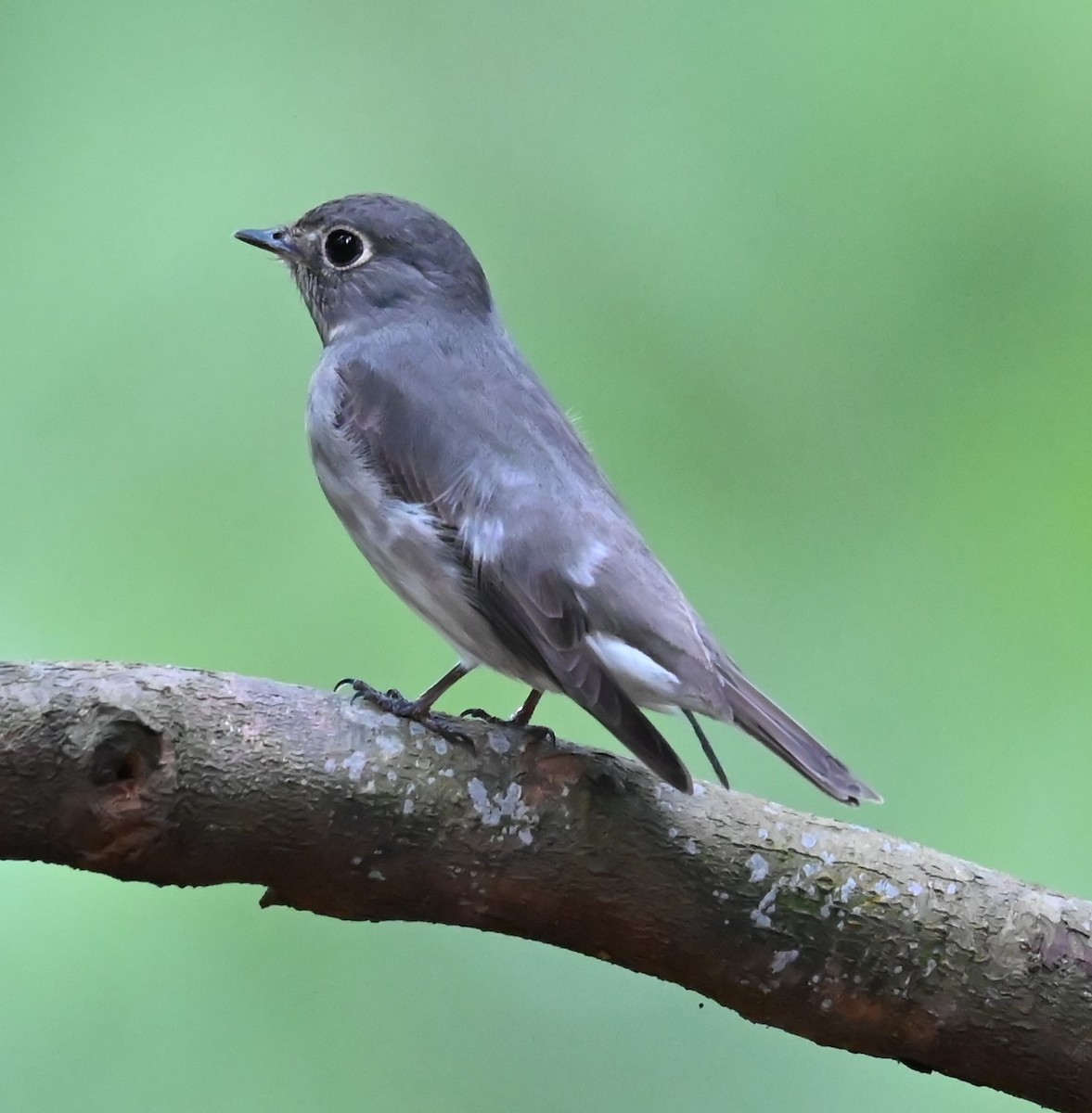 Dark-sided Flycatcher - ML634694452