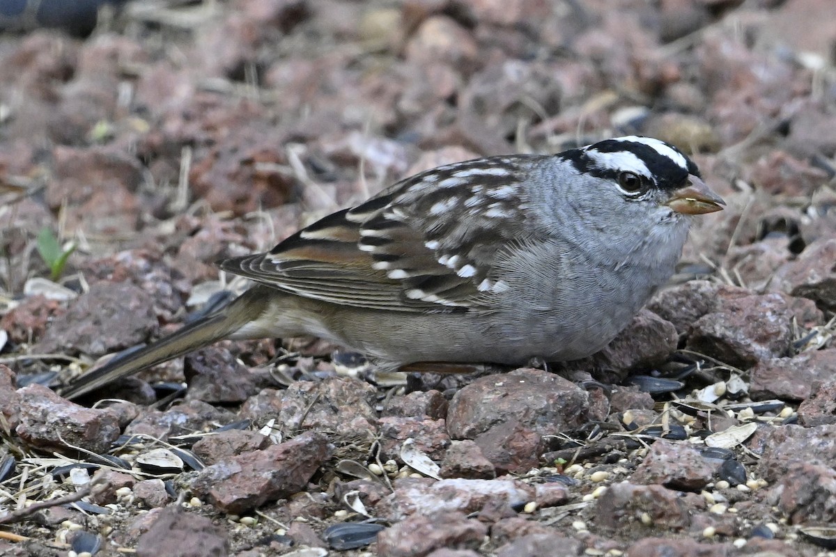 White-crowned Sparrow - ML634694453